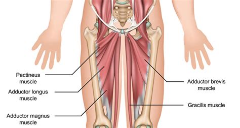 Adductor Tendonitis - Groin Inflammation - Symptoms, Treatment & Rehab