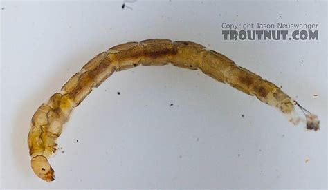 Chironomidae (Midges) True Fly Larva Pictures