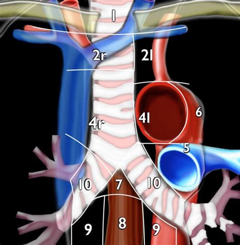 Mediastinal Lymph Nodes