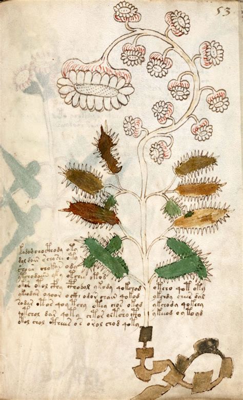 In the Labyrinth: The Voynich Manuscript: Magic, A Garden of Women, and ...