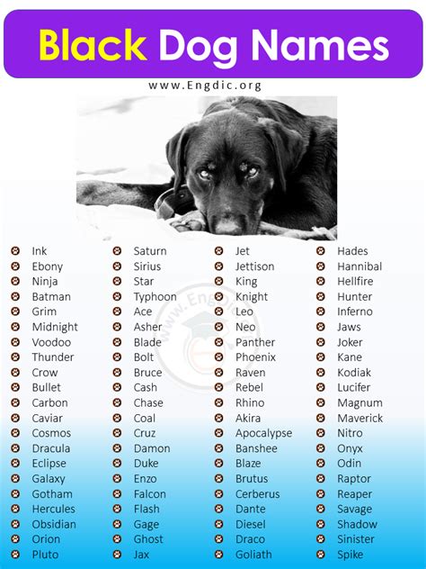 500 most popular black dog names male female – Artofit