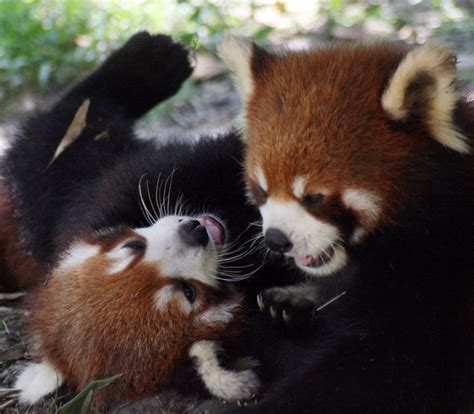 Red pandas fighting | Gianfranco Barbera | Flickr