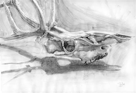 Deer Skull Study Drawing by Jay Hurst | Saatchi Art