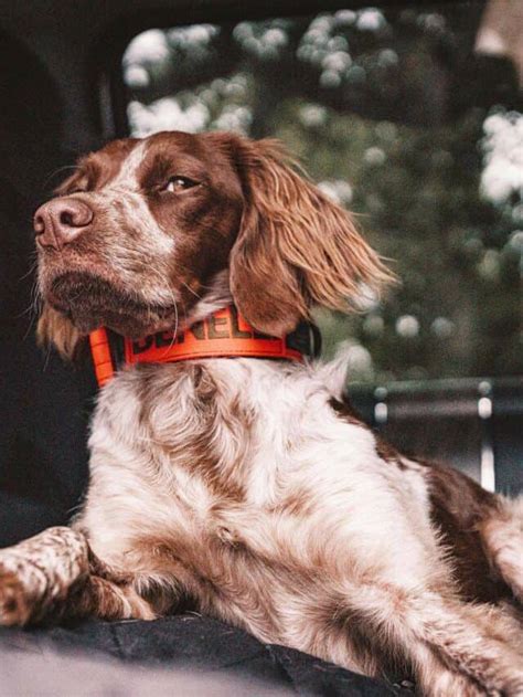 9 Springer Spaniel Mixes You'll Adore - PupVine