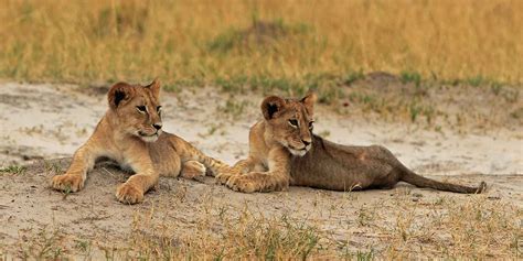 Hwange National Park wildlife location in Zimbabwe, Africa | Wildlife ...