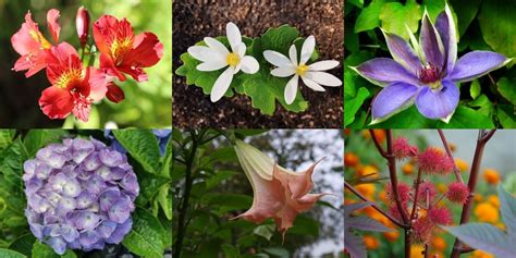 Top 30 Poisonous Flowers and Toxic Plants to Watch Out For | Florgeous