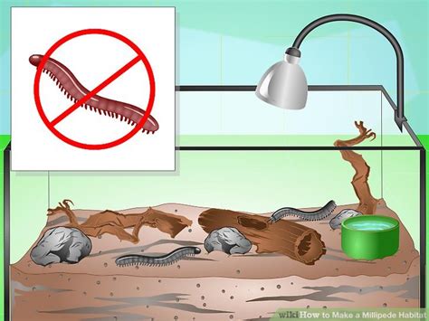 How to Make a Millipede Habitat (with Pictures) - wikiHow