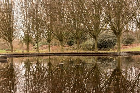 reflection of trees in the water 16646286 Stock Photo at Vecteezy