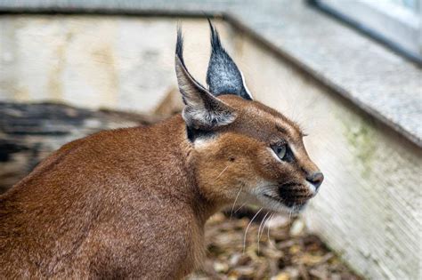 Man Caught Trafficking Rare And Endangered Exotic Cats Into The U.S. - Cole & Marmalade