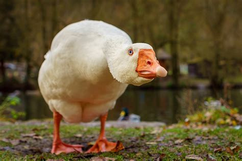 Download Animal Goose HD Wallpaper