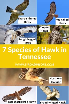 7 Species Of Hawk In Tennessee