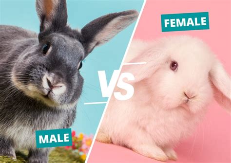 Male vs Female Rabbits: Key Differences & Which Is Better?