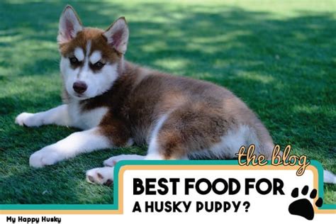 7 Best Dog Foods For Husky Puppies: (Dry & Wet) – My Happy Husky