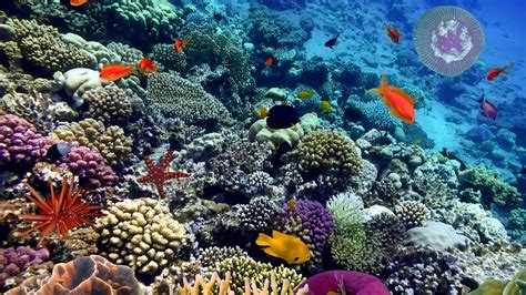 Various Fish Species in South Pacific Coral Reefs | Britannica