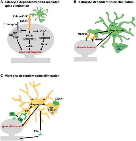 Dendritic Spine Synapse