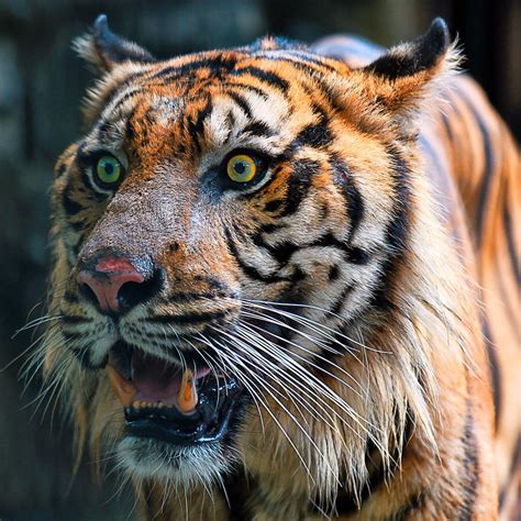 Tiger Face - Anger | Tigres, Animais selvagens, Animais