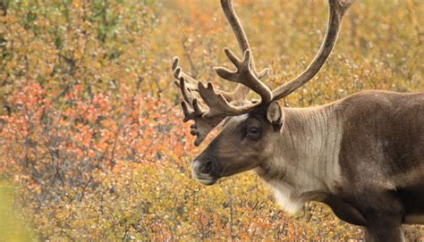 Woodland caribou – CPAWS Northern Alberta