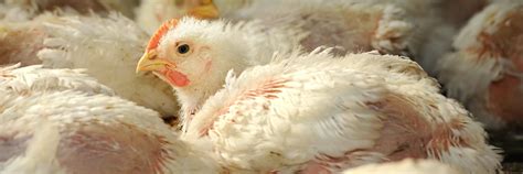 The Life of a Chicken in a Factory Farm | Animal Equality