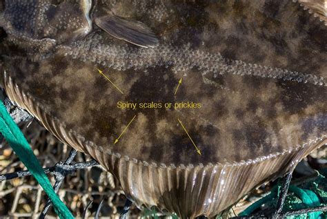 flatfish identification - the spiney scales on a flounder | Sea fishing, Flounder, Common