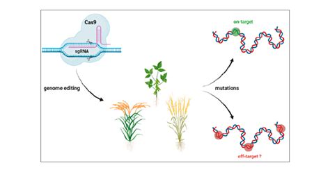 Occurrence and Nature of Off-Target Modifications by CRISPR-Cas Genome Editing in Plants | ACS ...