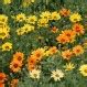 Wildflower Daisy Seeds | Bulk Daisy Seeds | Everwilde Farms