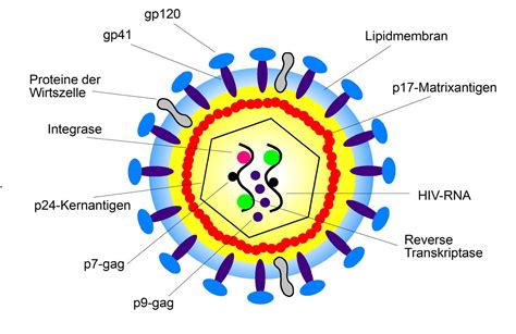 3. Pathophysiologie der HIV-Infektion – hivbuch.de