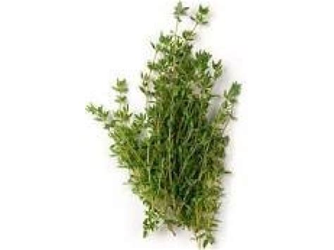 Thyme Borneol Essential Oil (Thymus satureioides)