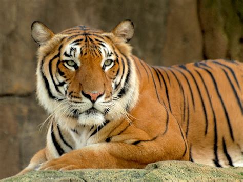 Malaysian Tiger | The Biggest Animals Kingdom