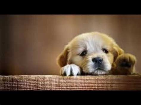 huyhuc | Cute baby dogs, Cute puppy wallpaper, Cute dog wallpaper