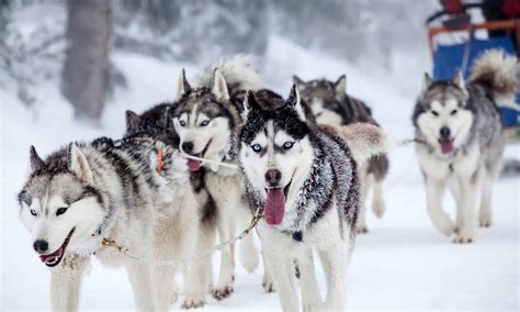 How Do Sled Dogs Survive Such Intense Cold and Winter Storms? - AZ Animals