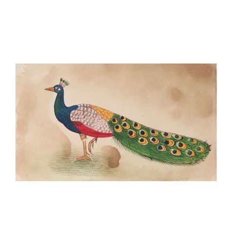 Peacock Watercolor Painting Botanical Art