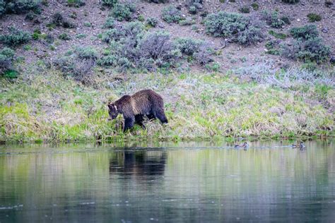 Wildlife in Yellowstone National Park - Best Photo Spots