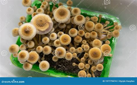 Cultivation of Psychedelic Mushrooms, Recreational Use of Magic Mushrooms Stock Photo - Image of ...