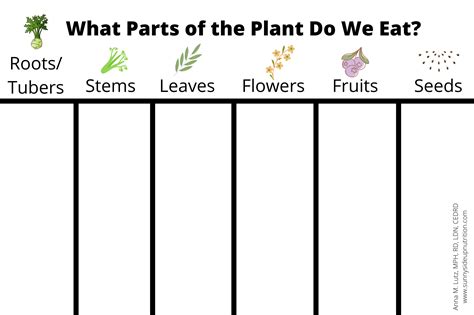 Edible Parts Of Plants Worksheet