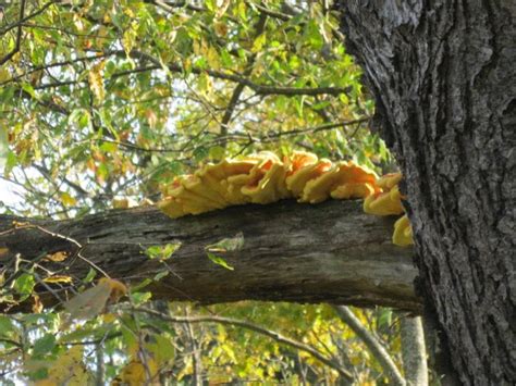 Plants and Stones: Chicken Of The Tree?