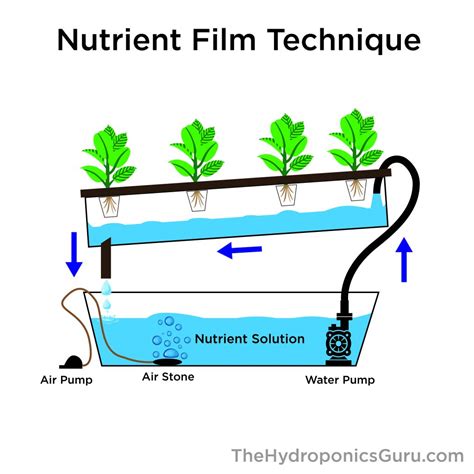 How the N.F.T Hydroponics System Works - The Hydroponics Guru