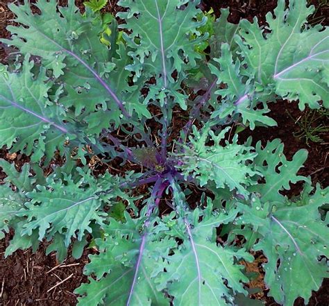 Heirloom Red Russian Kale Brassica oleracea - 100 Seeds