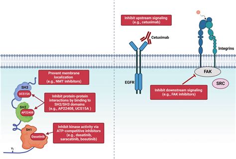 Therapeutic strategies to inhibit SRC signaling. Therapeutic approaches ...