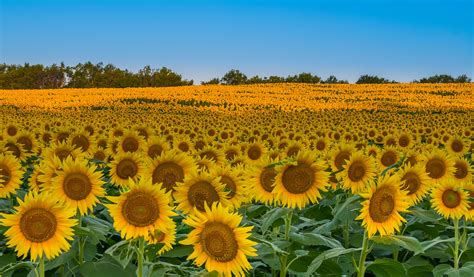 Sunflower Fields in Kansas - FM Forums