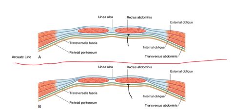 arcuate line Diagram | Quizlet