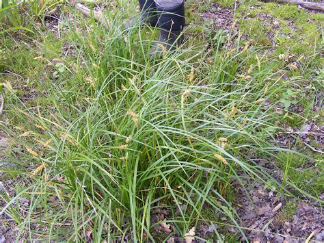 Loire Valley Nature: Sedges - Carex spp