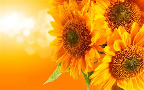 Free download Sunflower Desktop Wallpaper 2560x1600 [2560x1600] for your Desktop, Mobile ...