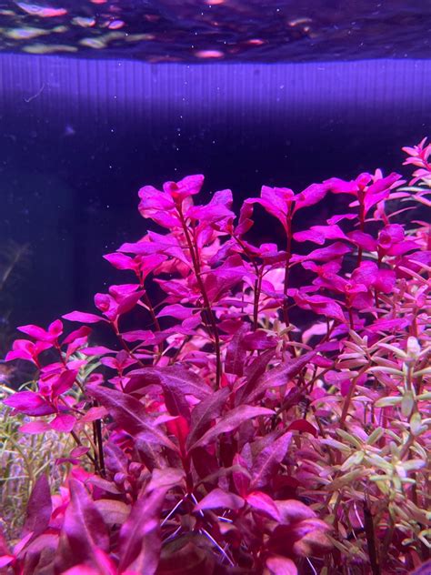 Ludwigia super red, Furniture & Home Living, Gardening, Plants & Seeds on Carousell