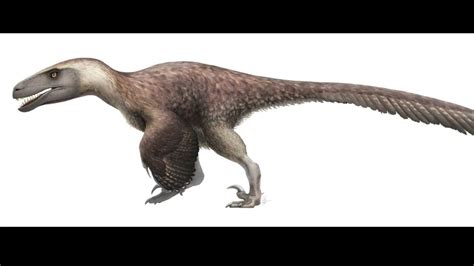 Utahraptor (Sound Effects) - YouTube