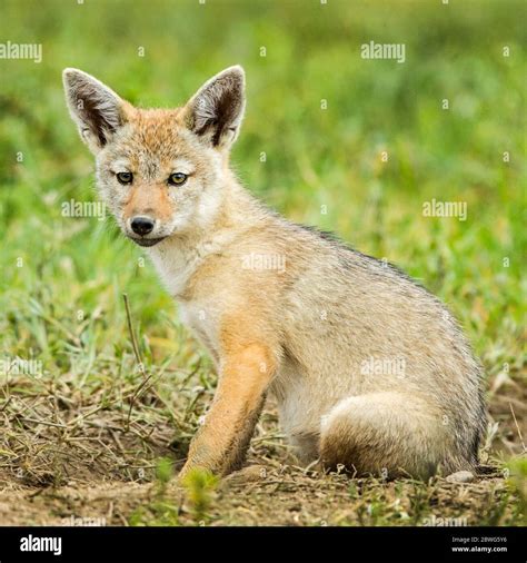 The golden jackal hi-res stock photography and images - Alamy