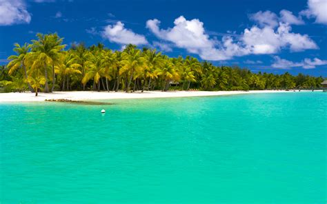 Download Palm Tree Maldives Turquoise Sea Ocean Photography Beach 4k ...