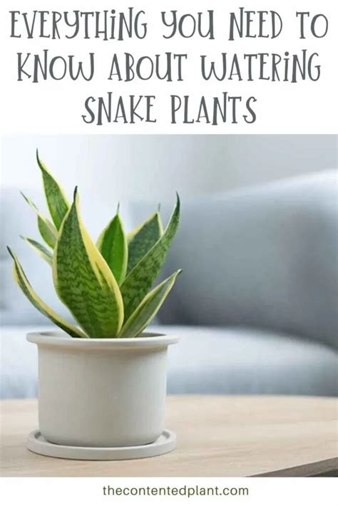 Snake Plant Watering Guide - The Contented Plant