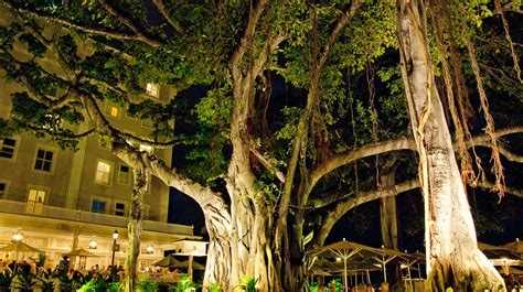 Tree Stories: The Magnificent Banyan of Waikiki | The Horticult