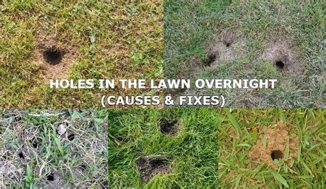 Small Holes in Lawn Overnight - Causes – Grass Lawns Care