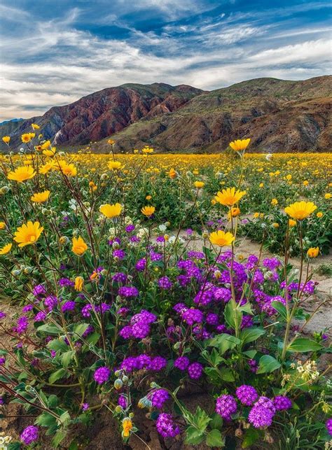 Blooming Desert. Desert sunflower and Sand Verbena in Henderson Canyon with the Santa Rosa ...